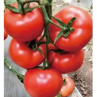 宿州西红柿苗 大粉抗死颗西红柿苗品种