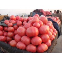 砀山西红柿苗抗死颗 硬粉番茄苗品种