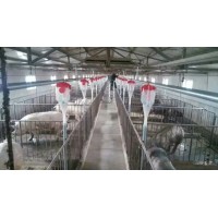 上海自动养猪设备制造企业-开元厂价定制猪场自动喂料设备设计