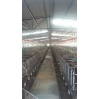 重庆现代化养猪设备订制厂家|泊头开元畜牧设备订制母猪自动料线
