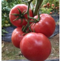 全椒早春粉果西红柿苗 定远大棚种番茄种苗