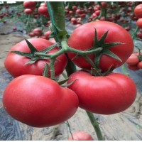 台州卖西红柿苗厂家 衢州抗病强番茄苗品种