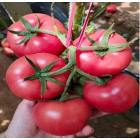 鞍山露地专用西红柿苗 大连抗死颗大果型番茄苗