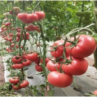 锦州拱棚西红柿苗专育 丹东早熟亮粉番茄苗品种