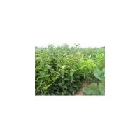 優質柿子苗3--4--5公分柿子樹價格